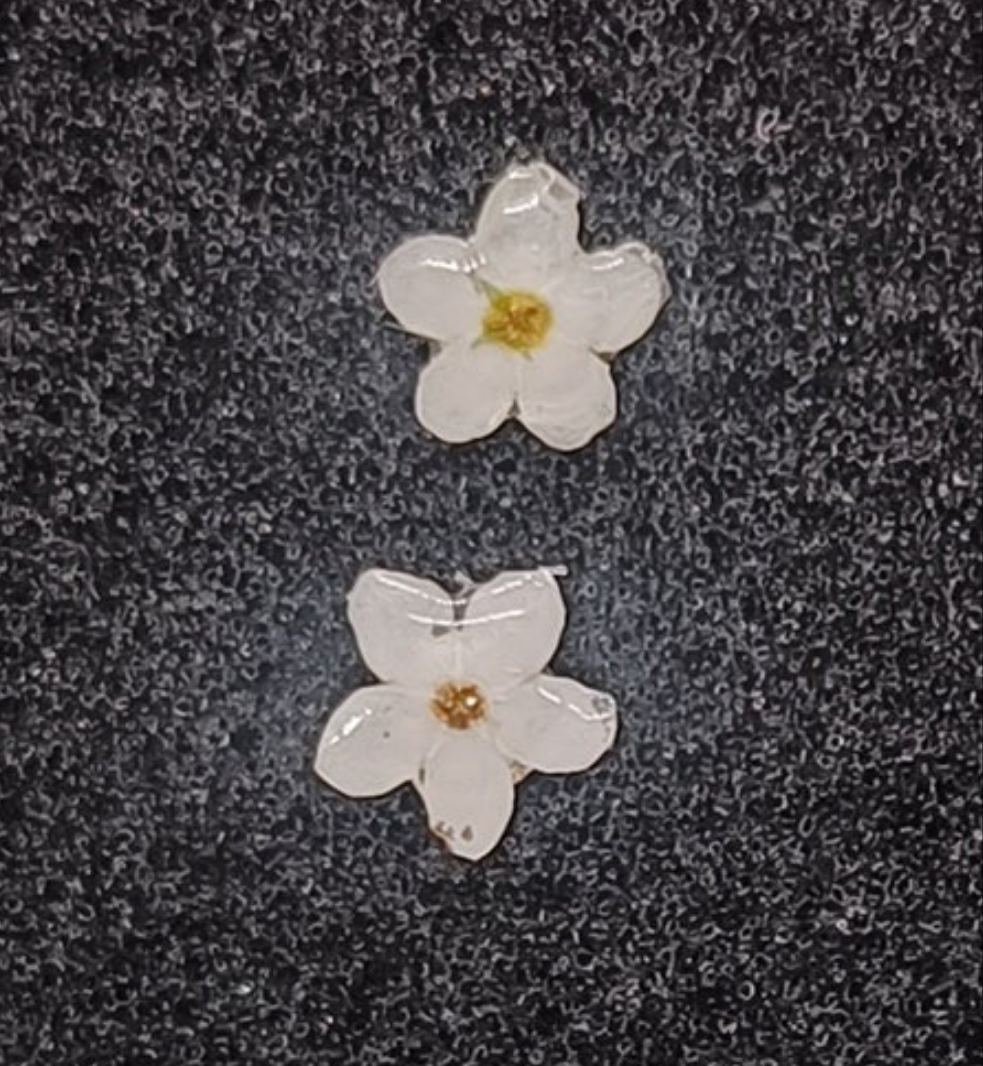 Örhängen vit förgätmigej