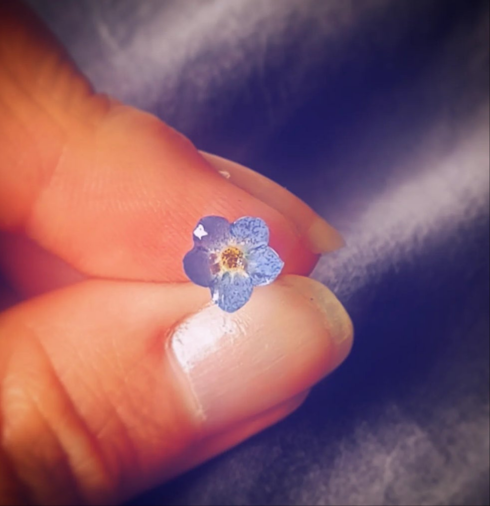 Örhängen med förgätmigej